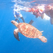 Panglao: (with BBQ Lunch) Snorkel with Turtles, Visit a Sandbar