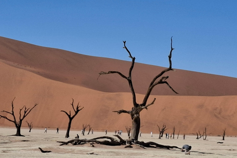 Windhoek: Sossusvlei and Swakopmund 3-Day & Sandwich Harbour