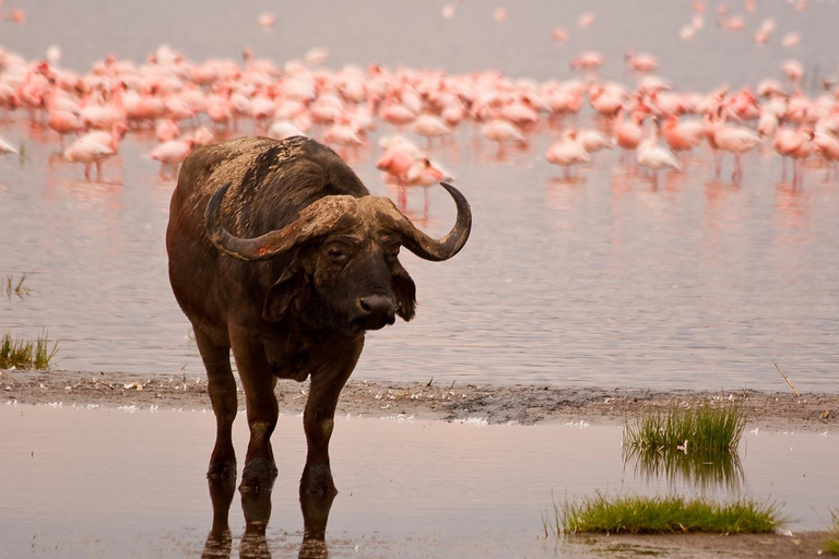 Nairobi:1-Day Lake Nakuru Flamingos & Rhino Sanctuary Safari
