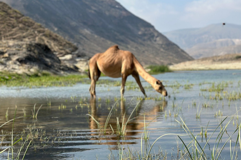 Tour delle spiagge occidentali: FAZAYAH