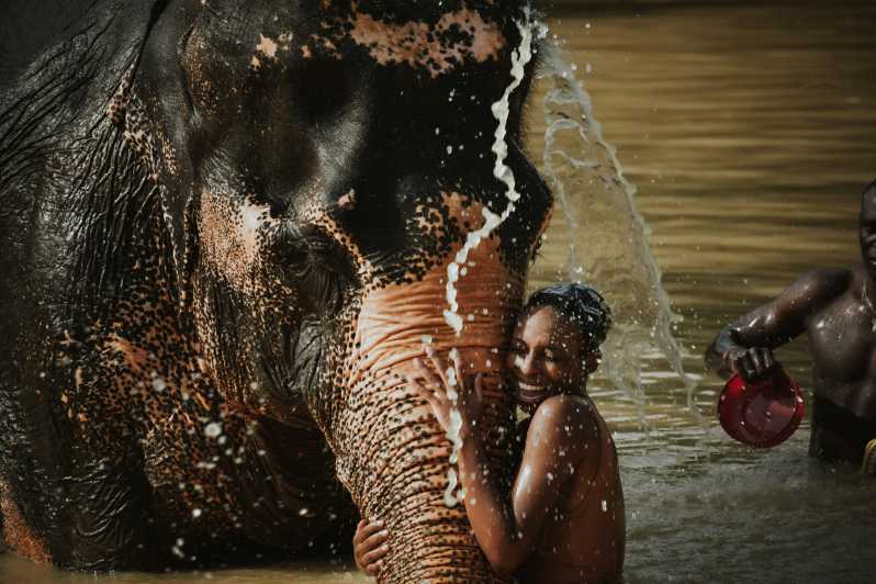 Phuket: Visita de medio día al Santuario de la Selva de Elefantes con comida