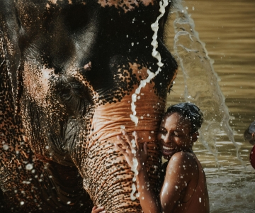 Phuket: Elephant Jungle Sanctuary Halbtagesbesuch mit Mahlzeit