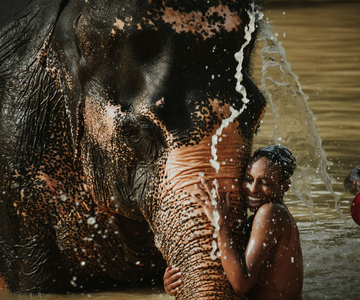 Phuket: Elephant Jungle Sanctuary Halvdagsbesøg med måltid