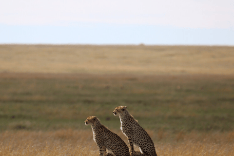 Zanzíbar: safari de 3 días en el Serengueti con comidas