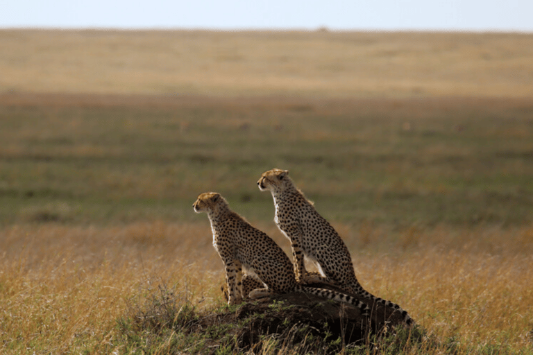 Zanzíbar: safari de 3 días en el Serengueti con comidas