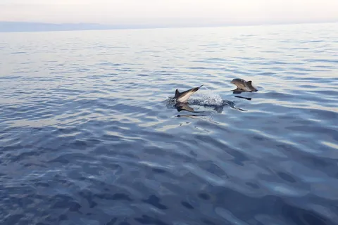 Excursión al atardecer en busca de delfines con aperitivo