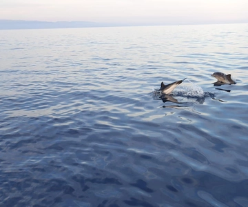 Sunset tour in search of dolphins with aperitif