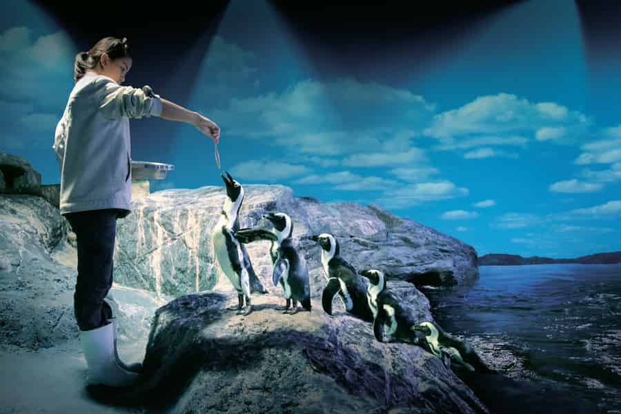 Bangkok: SEA LIFE Bangkok Ocean World Ticket. Foto: GetYourGuide