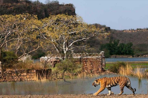 From Delhi: 4-Day Golden Triangle & Ranthambore Tiger Safari Private Tour without Accommodation