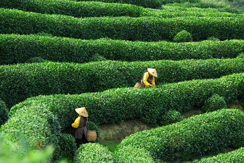 Hangzhou: West Lake to Jiangnan former residence Day Tour