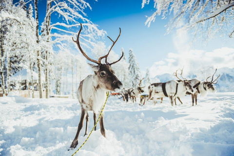 Rovaniemi: Reindeer Farm Tour with Sledge Ride &amp; Pickup