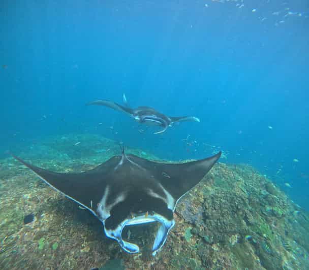 Vanuit Bali: snorkeltocht naar Nusa Penida met 3 plekken en West Island