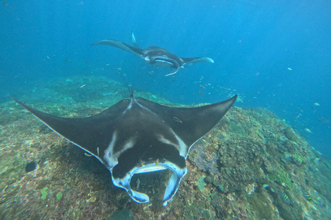 Da Bali: Tour di snorkeling in 3 punti a Nusa Penida e West IslandSnorkeling condiviso - Punto di incontro al porto di Sanur