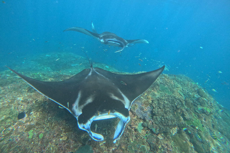 Da Bali: Tour di snorkeling in 3 punti a Nusa Penida e West IslandSnorkeling condiviso - Punto di incontro al porto di Sanur