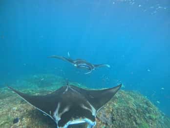 Van Bali: Snorkelen op 3 plekken naar Nusa Penida & Lembongan