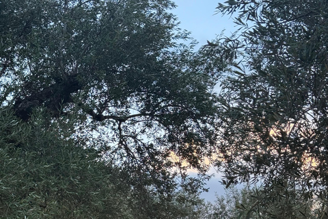 Olivenöl-Erlebnis in Kalamata: Die Kunst des griechischen GoldesOlivenöl-Erlebnis in Kalamata: die Kunst des griechischen Goldes