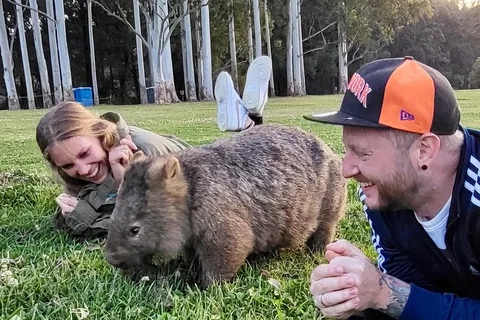 Upplevelse i Sydney Upplevelse av vilda wombats och kängurur