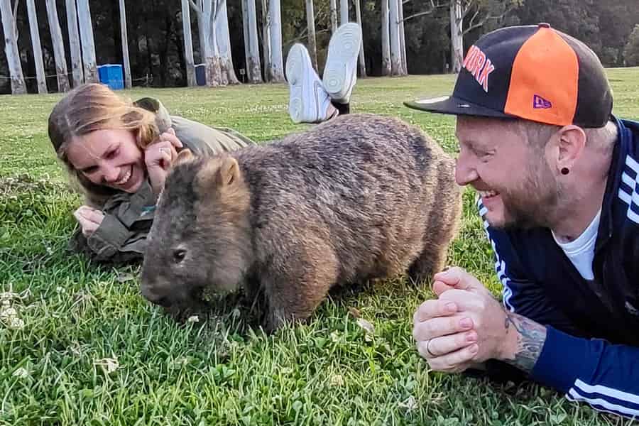 Wilde Wombats und Kängurus erleben, alles inklusive, Sydney. Foto: GetYourGuide Wilde Wombats und Kängurus erleben, alles inklusive, Sydney. Foto: GetYourGuide
