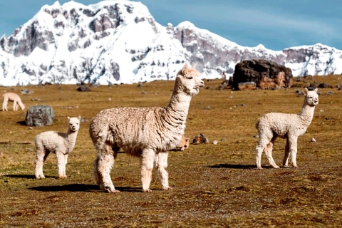 From Cusco: 7 Lagoons-Ausangate full day |private service|