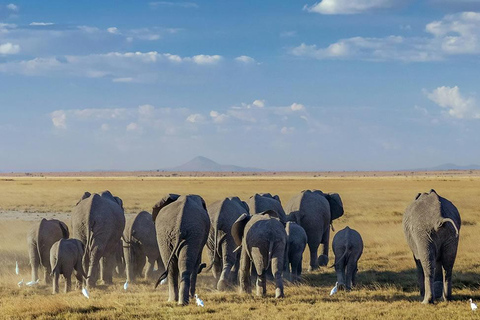 Mombasa/Nairobi: 3-Day Tsavo East & Amboseli Safari