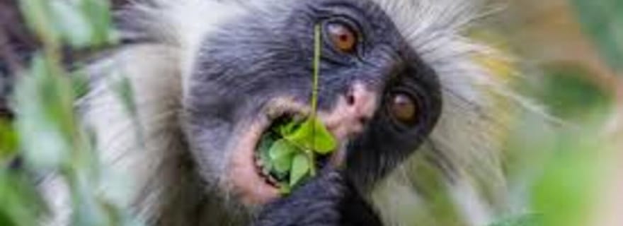 ZANZIBAR : ferme d'épices, forêt de Jozani et grotte de Kuza