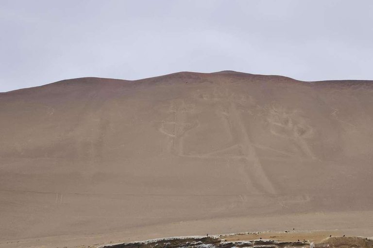 Full-Day Tour to Paracas, Vineyards and Huacachina