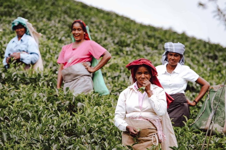 Kandy: Tea Factory Tour with Tasting and Plantation Walk