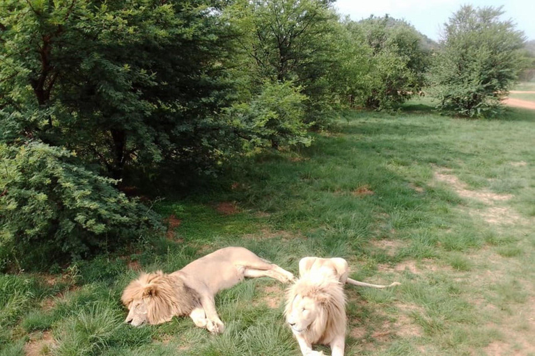 Johannesburg: Cradle of Humankind, Lion Park & Lesedi Tour