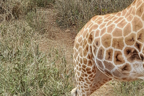 Nairobi: Parco nazionale, orfanotrofio degli elefanti e tour delle giraffe