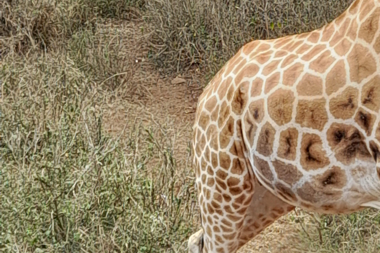 Nairobi: Parco nazionale, orfanotrofio degli elefanti e tour delle giraffe