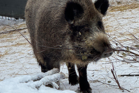 Husky Ride, Snowmobile, Trip to Ranua and Northern Lights
