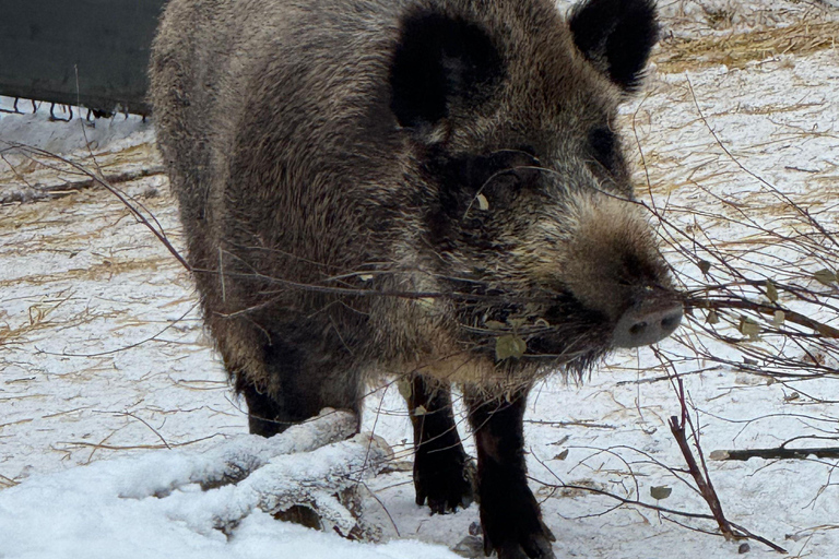 Husky Ride, Snowmobile, Trip to Ranua and Northern Lights