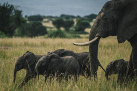 Uganda: 10-dagars skräddarsydd safari med vilda djur och primater