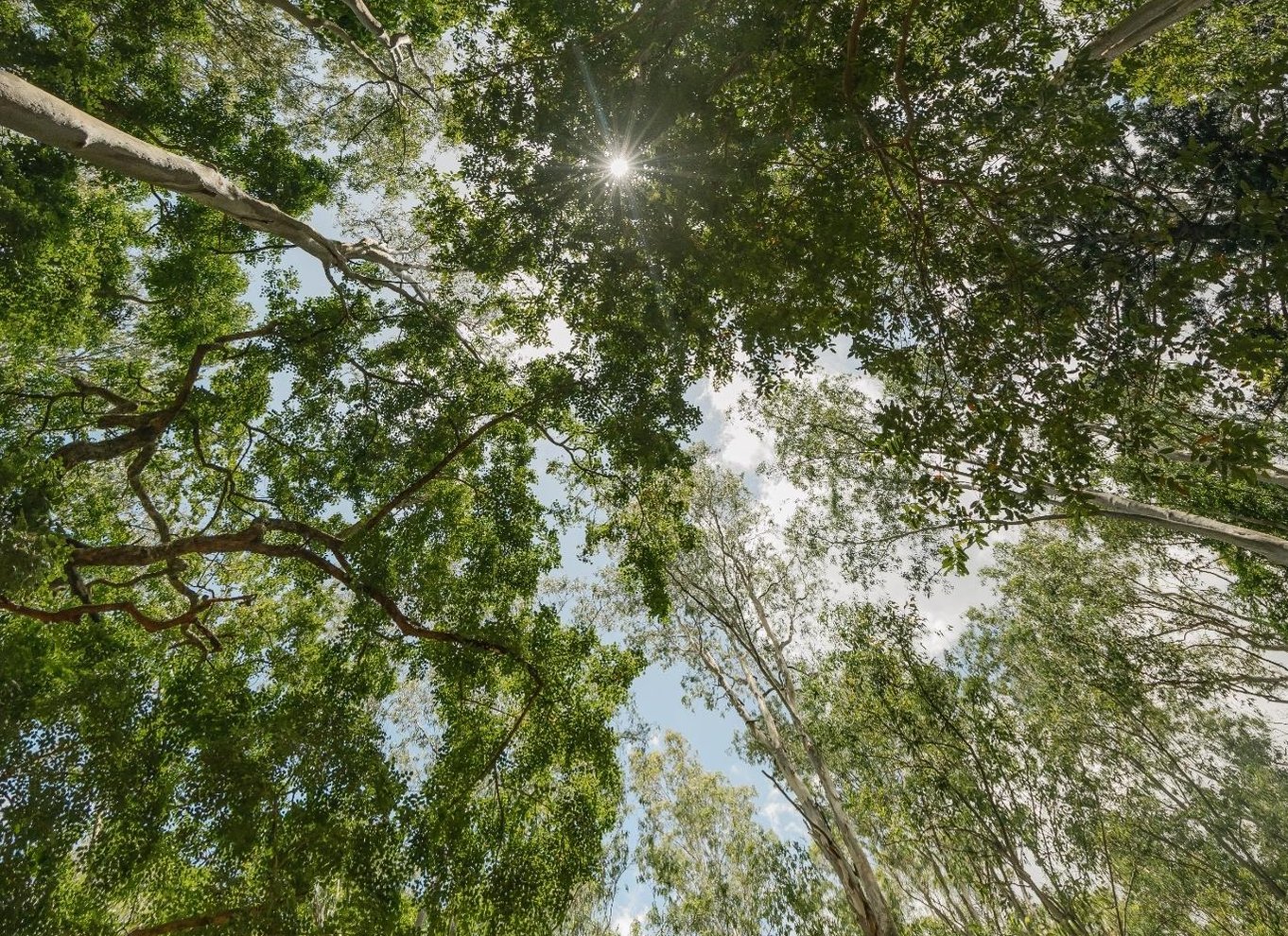 Mauritius: Black River Gorges National Park 3-timers vandretur