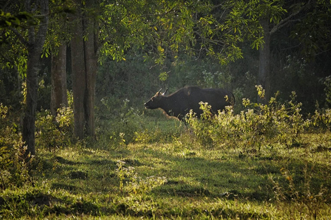 Hua Hin: Kui Buri National Park Wild Elephant Watching