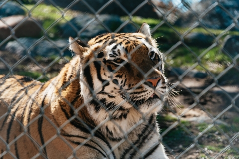 Alpine: Lions Tigers & Bears - Animal Sanctuary Visit Exotic Animal Sanctuary Weekday (Wed, Thur, Fri) Visit