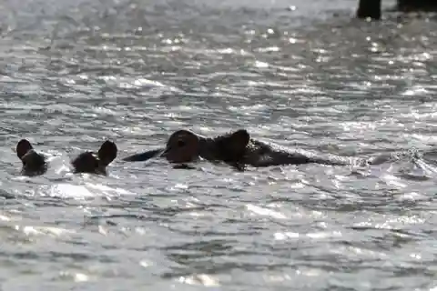 Nairobi:Group Hell's Gate National Park & Lake Naivasha Tour