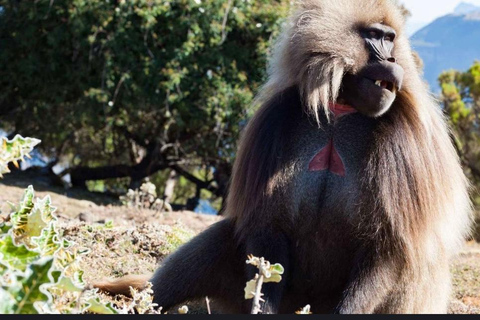 Von Addis Abeba aus: Das Debre Libanos Kloster und der Blaue Nil ...Tagestour nach Debre Libanos