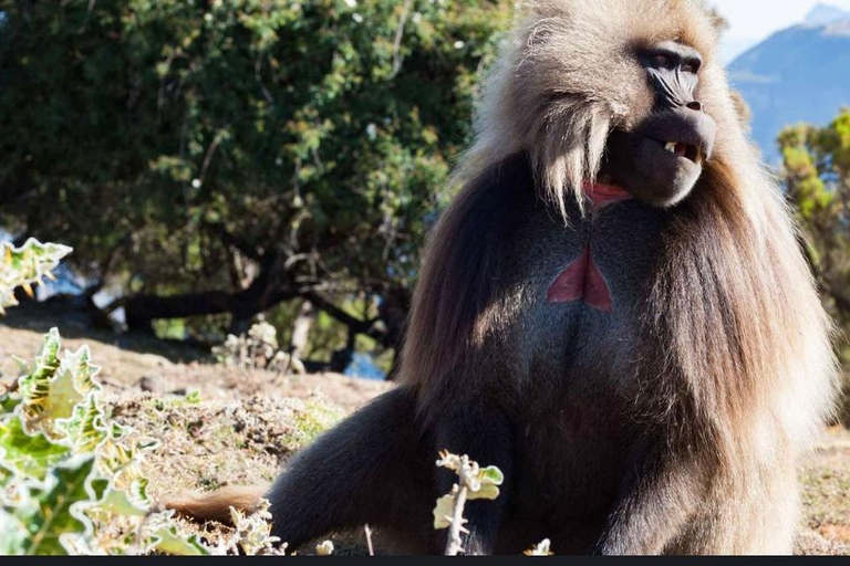 From Addis Ababa: Debre Libanos Monastery and Blue Nile …