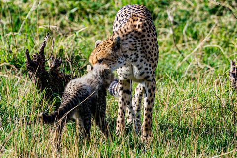 Jaipur: Safári de leopardo em Jhalana tour particular