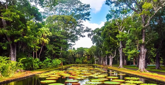 Mauritius: Turtle Swim & Port Louis City Tour with Transfer