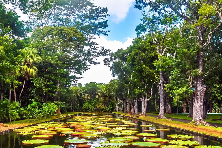 Mauricio: Nado con tortugas y tour de descubrimiento del norte con servicio de recogida