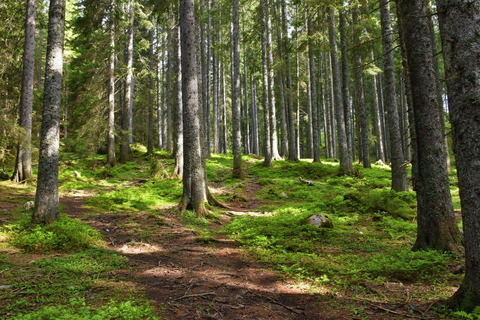 From Bled/Bohinj: Radovljica, Pokljuka, & Lake Bohinj Tour