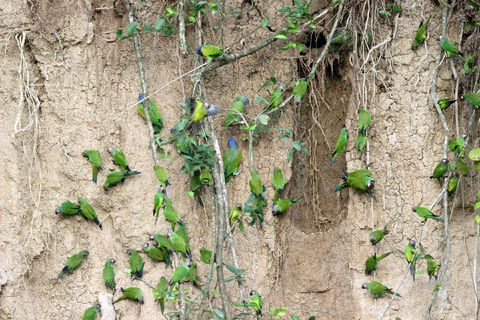 Puerto Maldonado: tour all&#039;alba al Cachuela Parrots Clay LickPuerto Maldonado: tour all&#039;alba con pappagalli cachuela e leccatoi di argilla