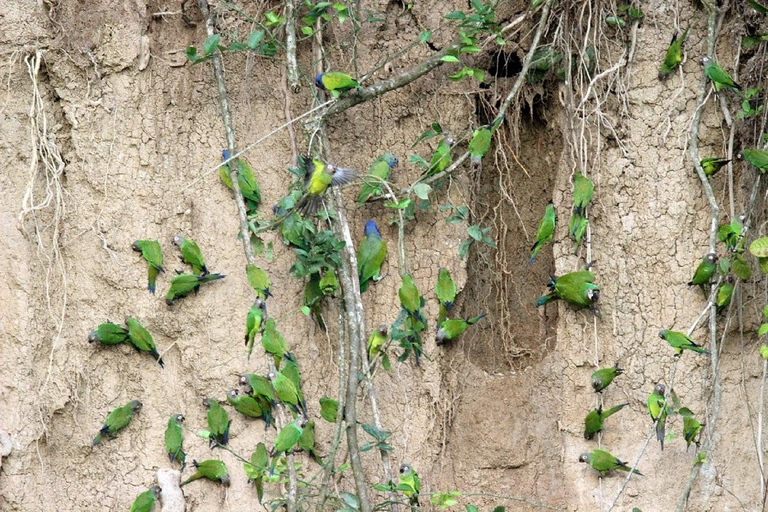 Puerto Maldonado: tour all&#039;alba al Cachuela Parrots Clay LickPuerto Maldonado: tour all&#039;alba con pappagalli cachuela e leccatoi di argilla