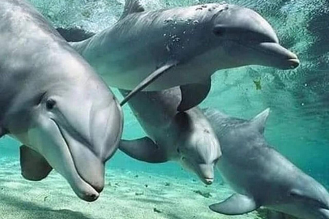 Zanzibar: Mnemba Dolphins, Jozani Forest & The Rock No hotel transfer in this option