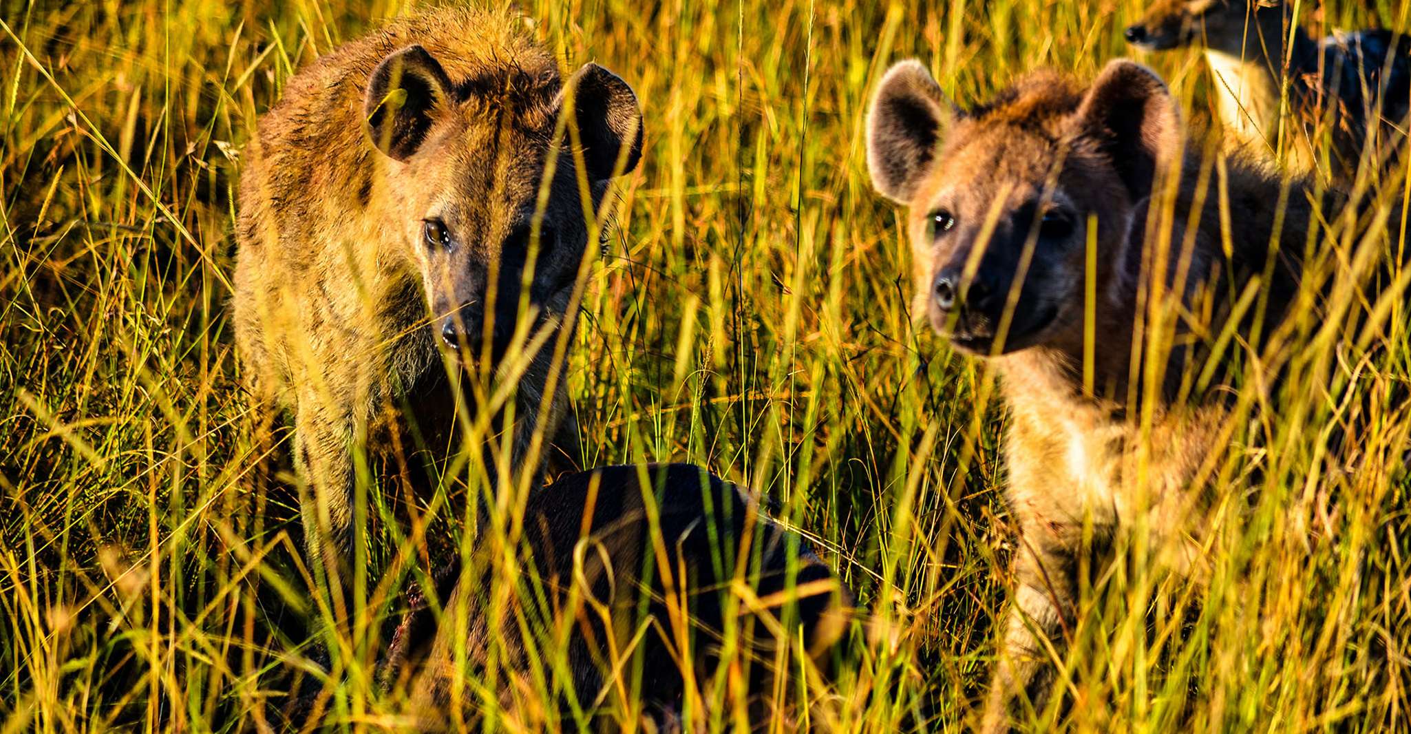 Murchison Falls National Park & Ziwa Rhino Safari yakınlarında yapılacak şeyler - Hizvo