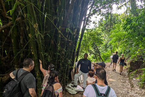 Minca, Cascada escondida &amp; Taller de Cacao + Taller de Café