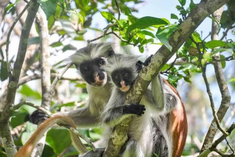 Spice Farm, Jozani Forest Red Colobus Monkeys & Salaam Cave Private Tour with Hotel Transfer (Entry Fees Not Included)