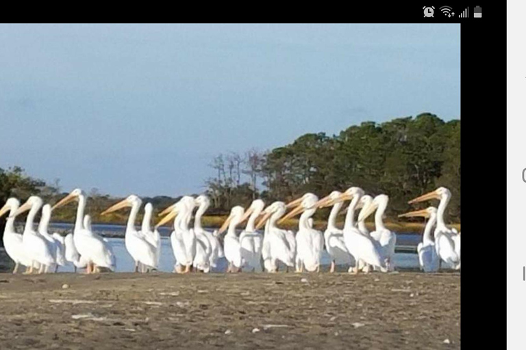 Daytona/New Smyrna Beach: Unforgettable Kayak Wildlife tours